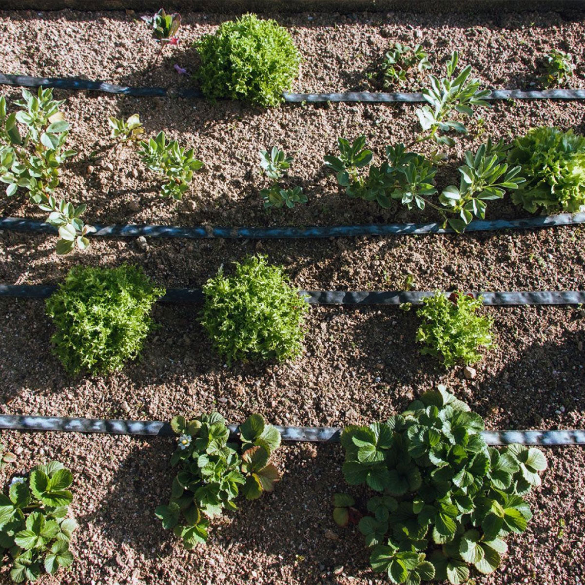Tubería de Riego por Exudación en Rollo Garden Planeta Huerto 100 m