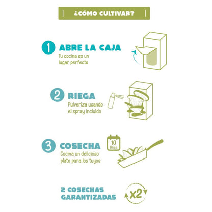 Kit para Plantar Setas Pocket Gourmet en Casa, Ideal Regalo Garden Pocket