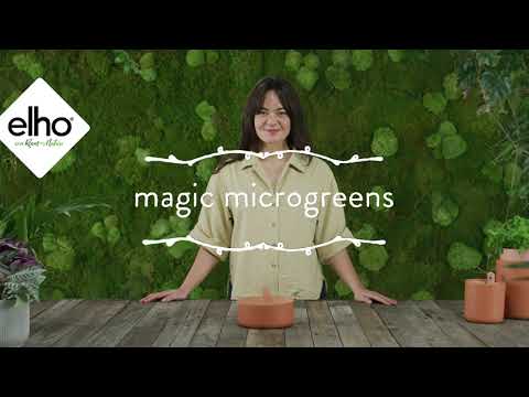 Kiełkownica Magic Microgreens Elho Verde